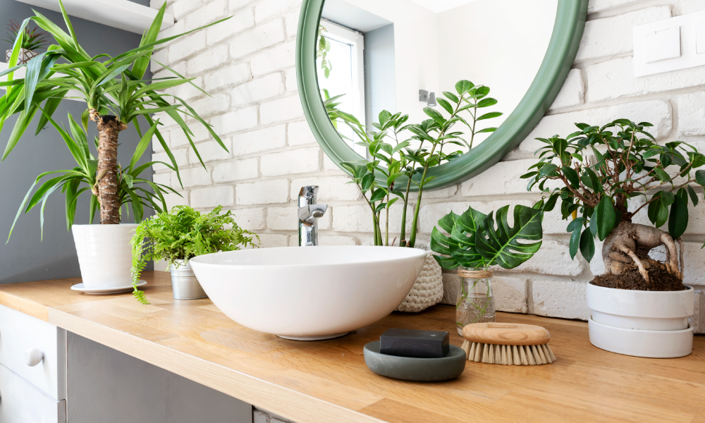 Que plantas de interior colocar na casa de banho